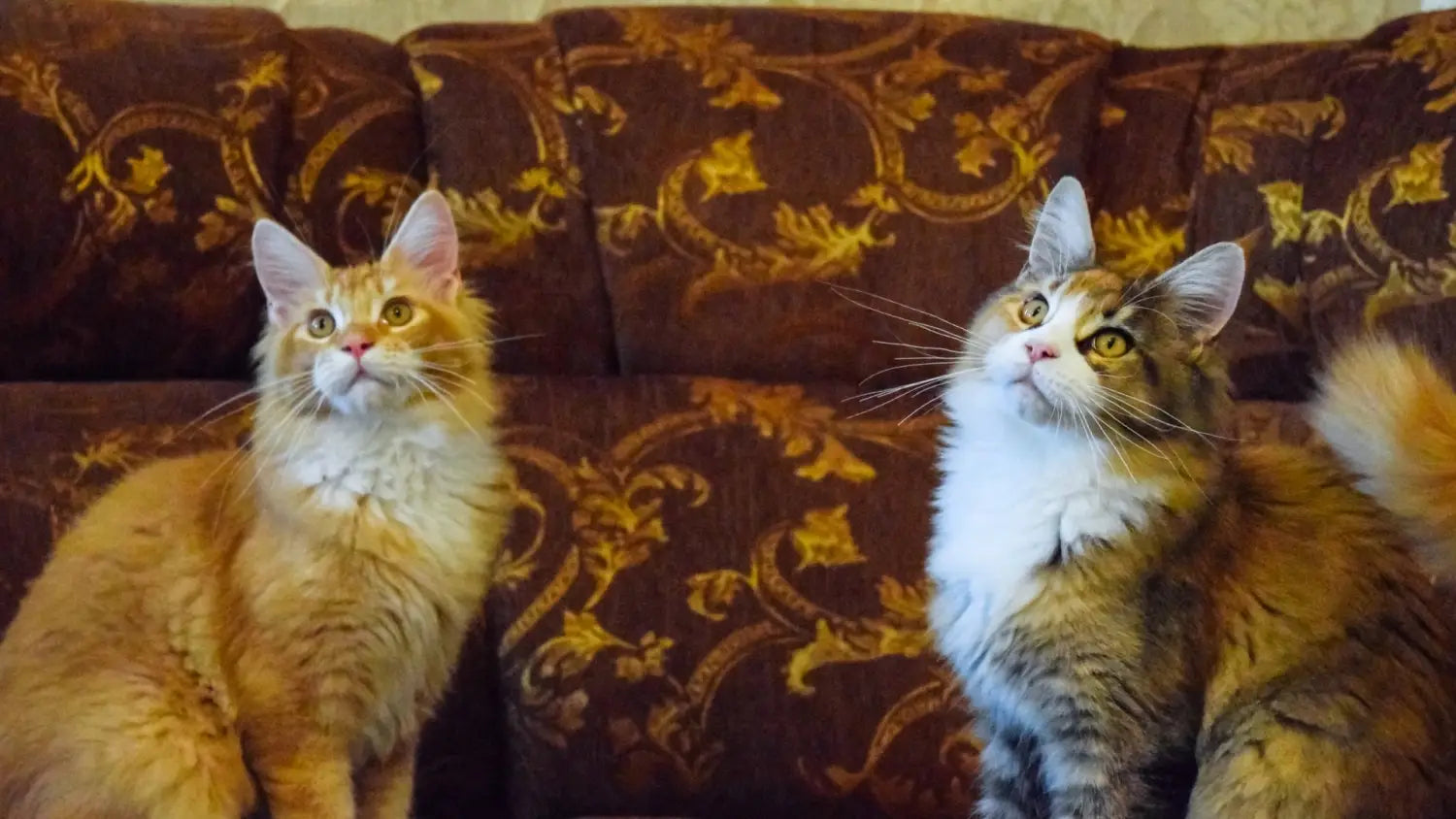 Designing a maine coon-friendly home: essential tips for comfort and care