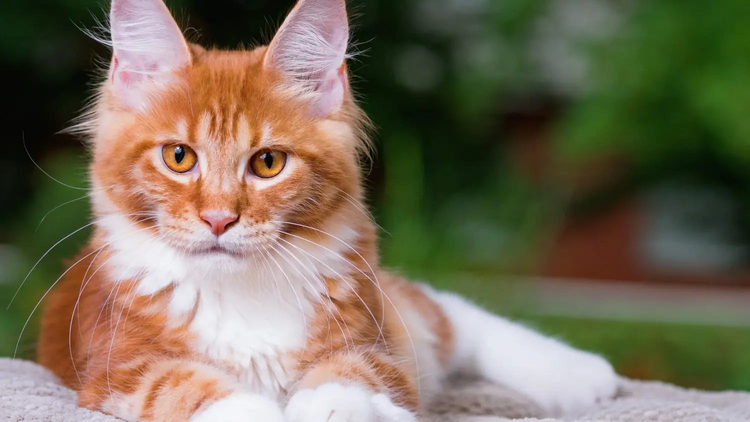 Designing a maine coon-friendly home: essential tips for comfort and care