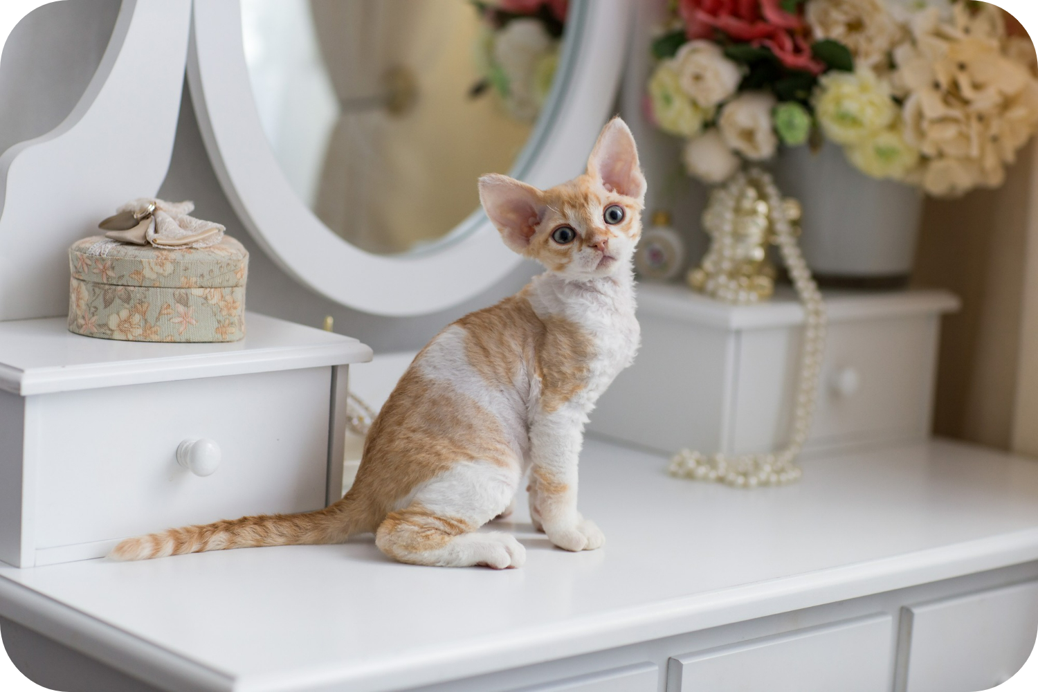 Devon Rey Discover the Unique Devon Rex Cat - Your Ultimate Care Guide