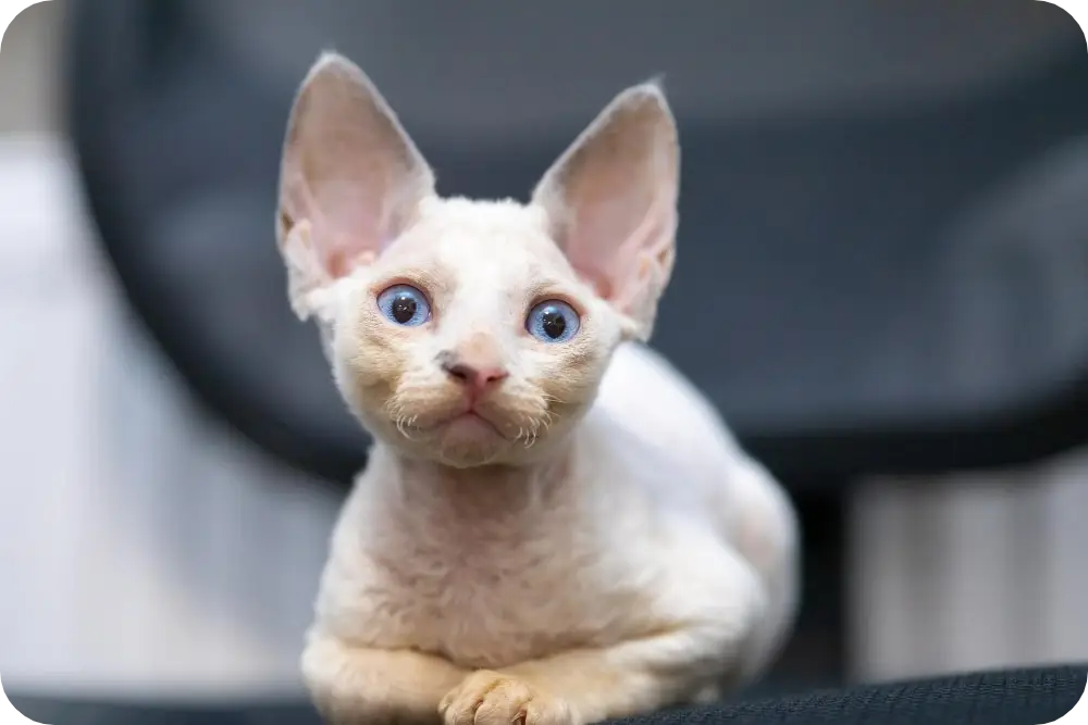 Ultimate Guide to Hypoallergenic Cats: Top 10