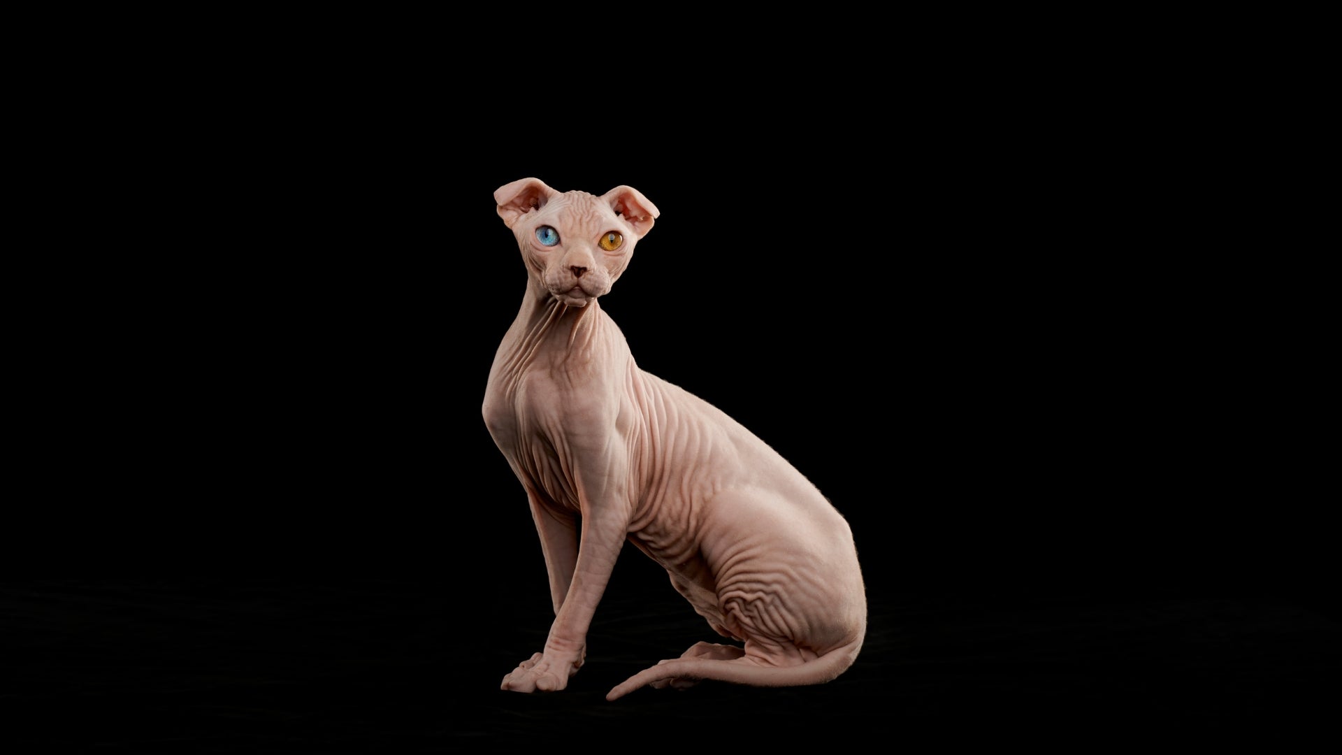 Discover why sphynx kittens are ideal for allergy sufferers: a guide to hypoallergenic pets