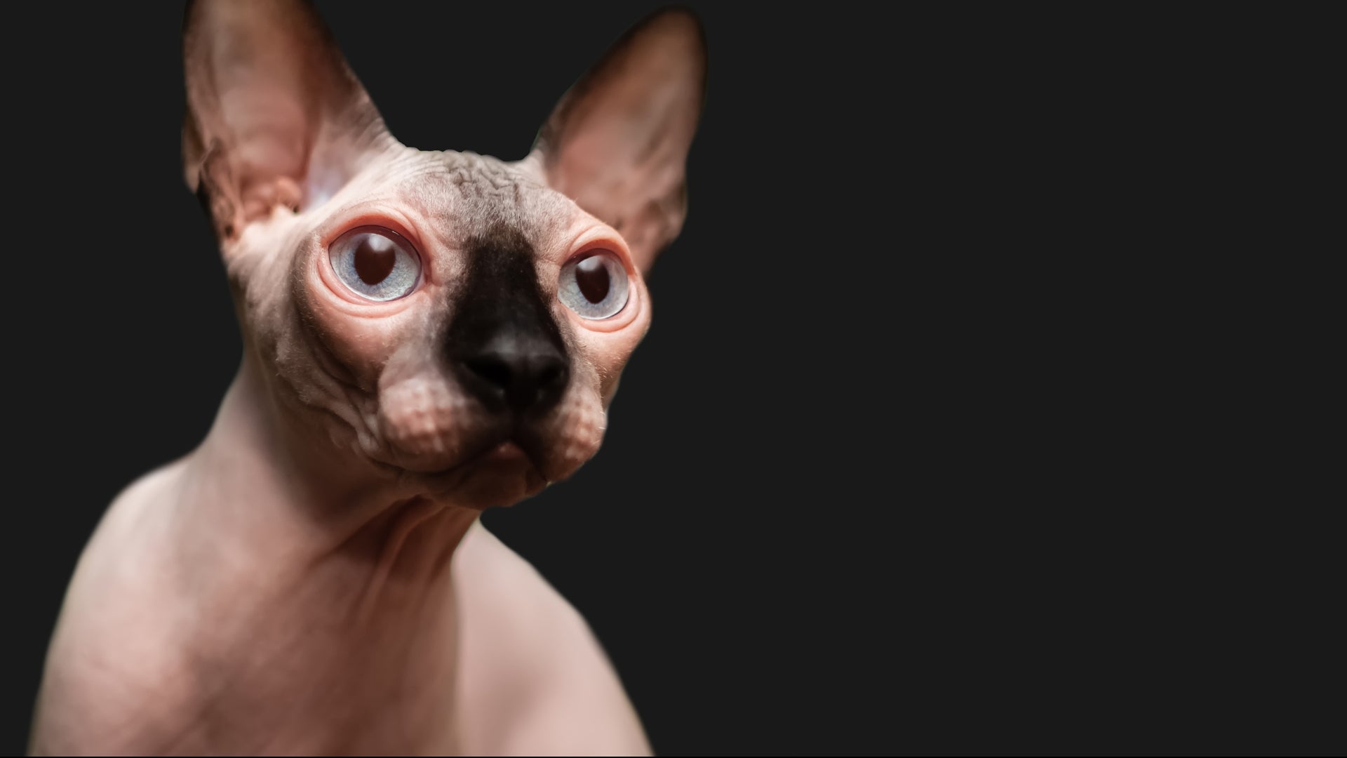 Discover why sphynx kittens are ideal for allergy sufferers: a guide to hypoallergenic pets