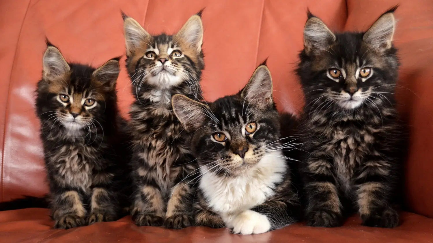 Discover the majestic black maine coon: unveiling charm of ebony felines