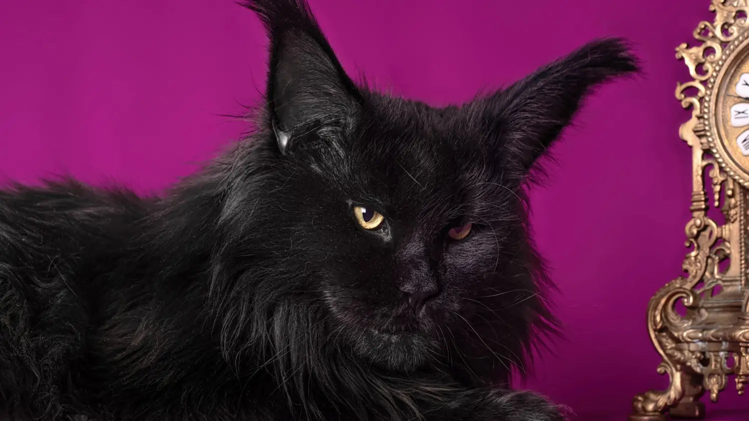 Discover the majestic black maine coon: unveiling charm of ebony felines