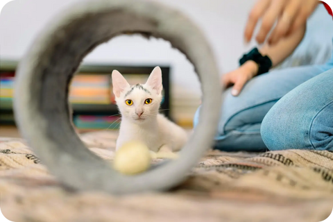 Essential Training Tips for Your New Purebred Kitten: