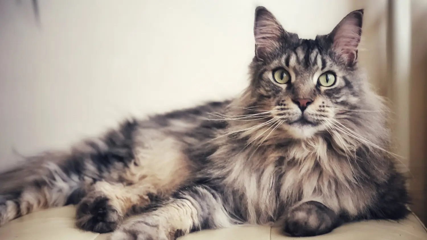 Elegance of shaded silver smoke maine coons