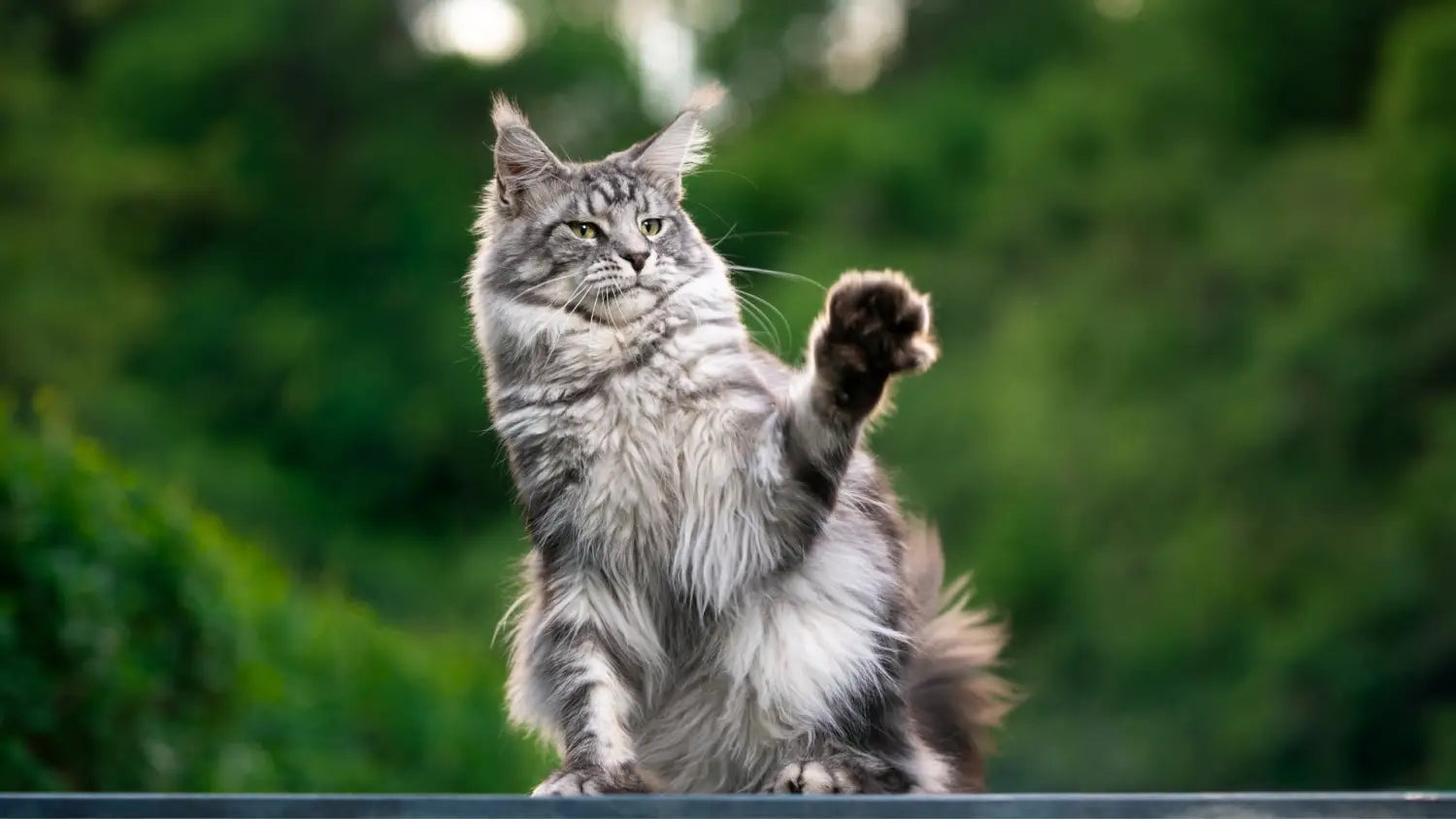 Elegance of shaded silver smoke maine coons