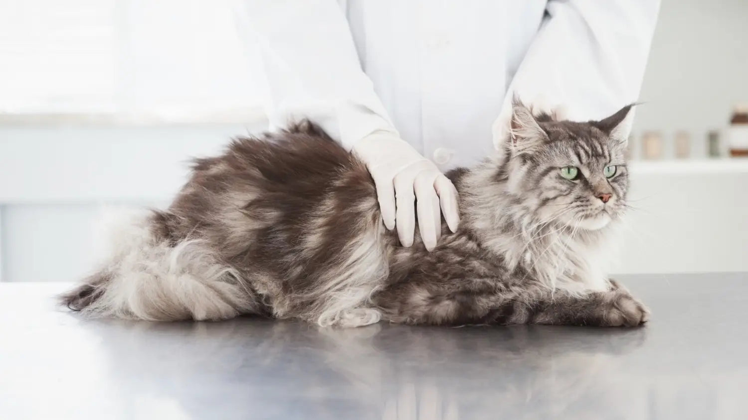 Essential maine coon health checks: why regular vet visits matter