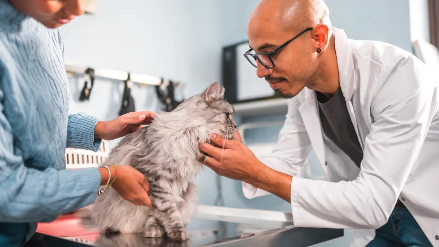 Essential maine coon health checks: why regular vet visits matter
