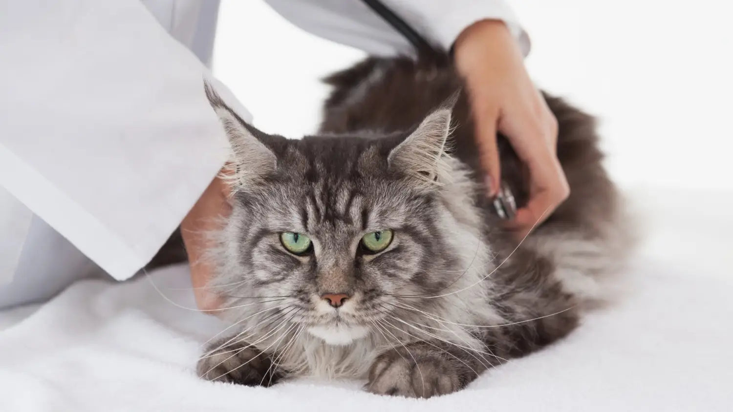 Essential maine coon health checks: why regular vet visits matter