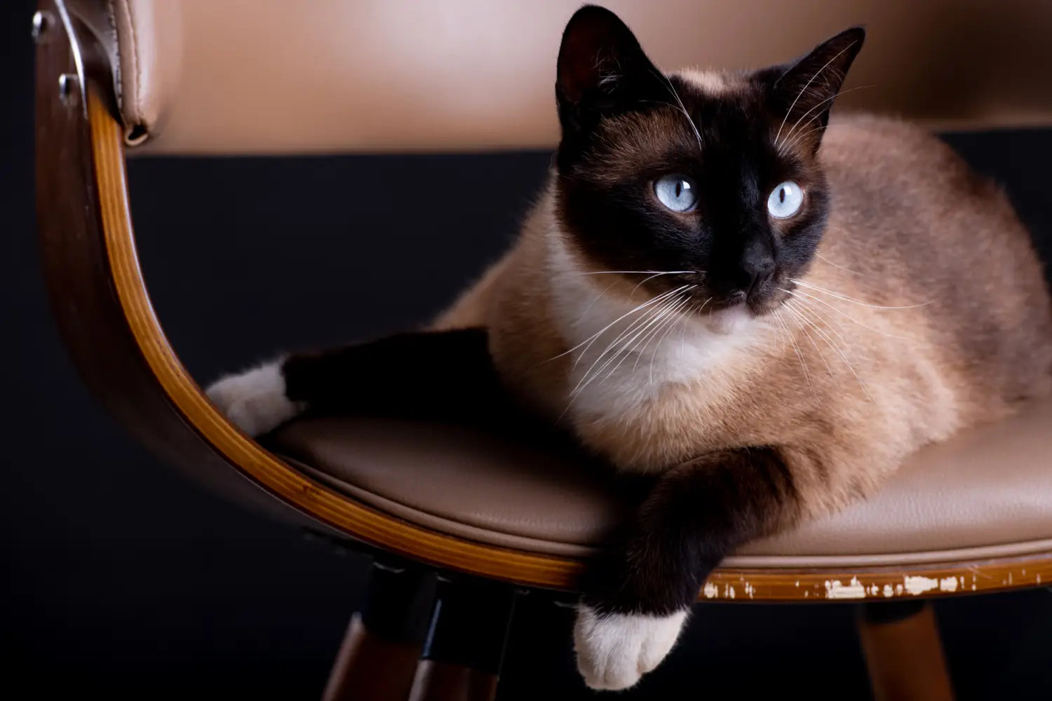 Understanding siamese cat lifespan: how long do they live?
