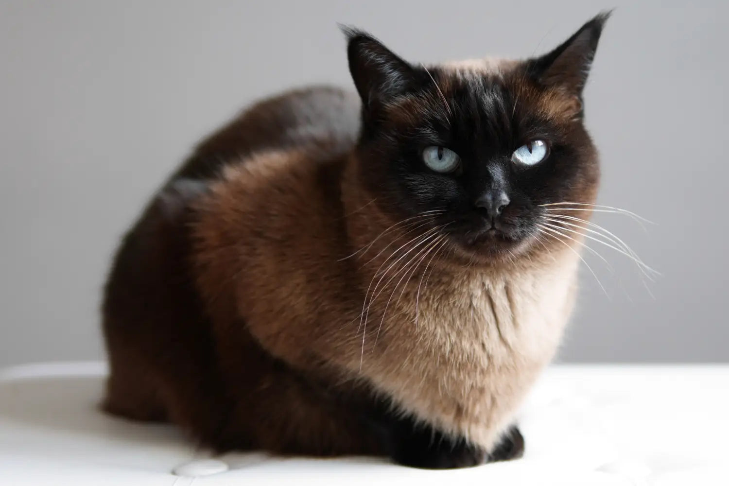 Understanding siamese cat lifespan: how long do they live?