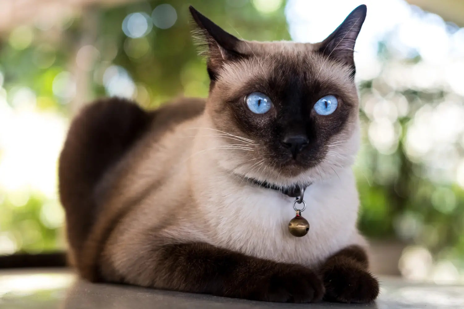 Essential siamese cat care guide: tips for happy and healthy cats