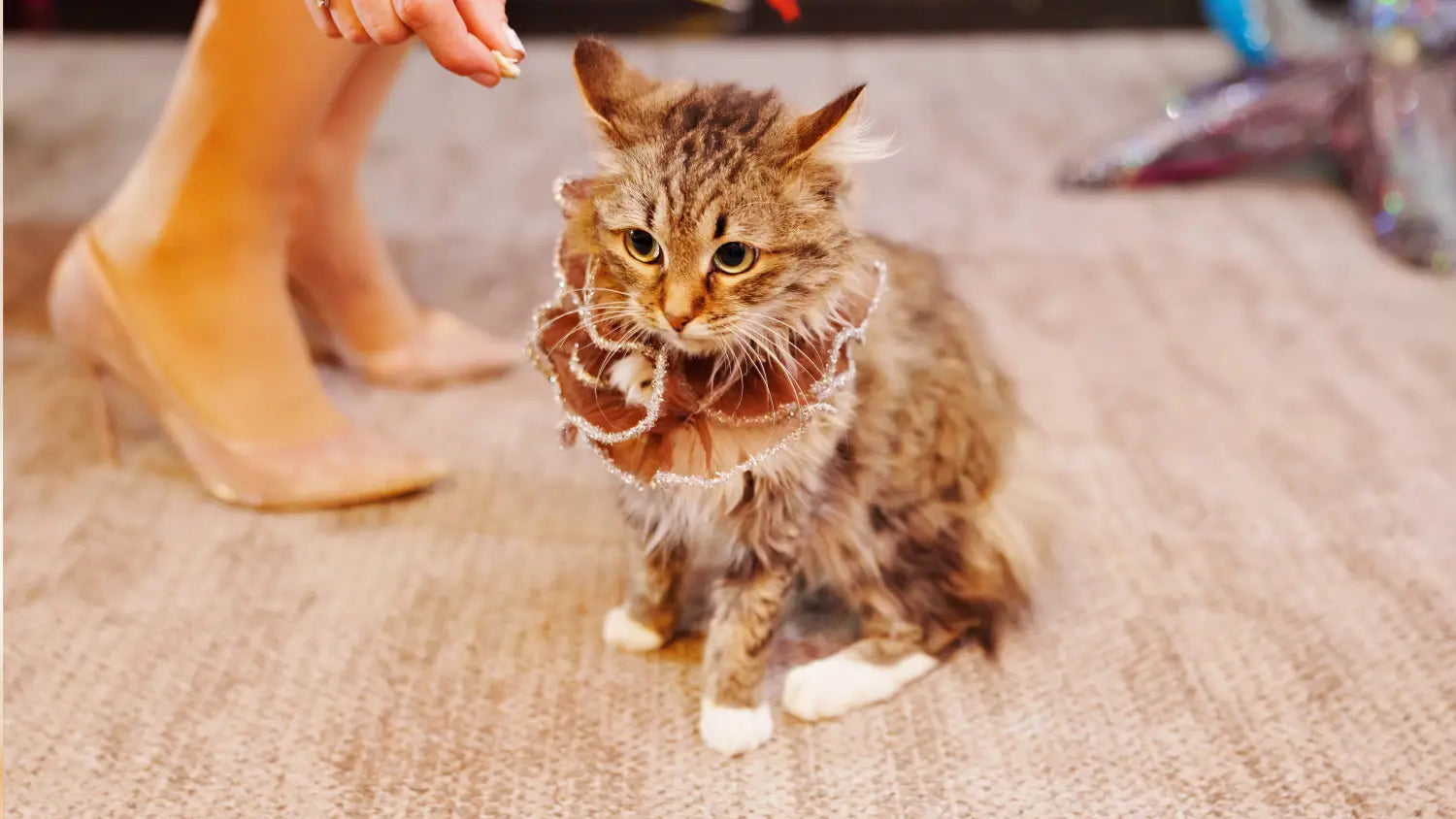 Essential training tips for your new purebred kitten: building a bond that lasts
