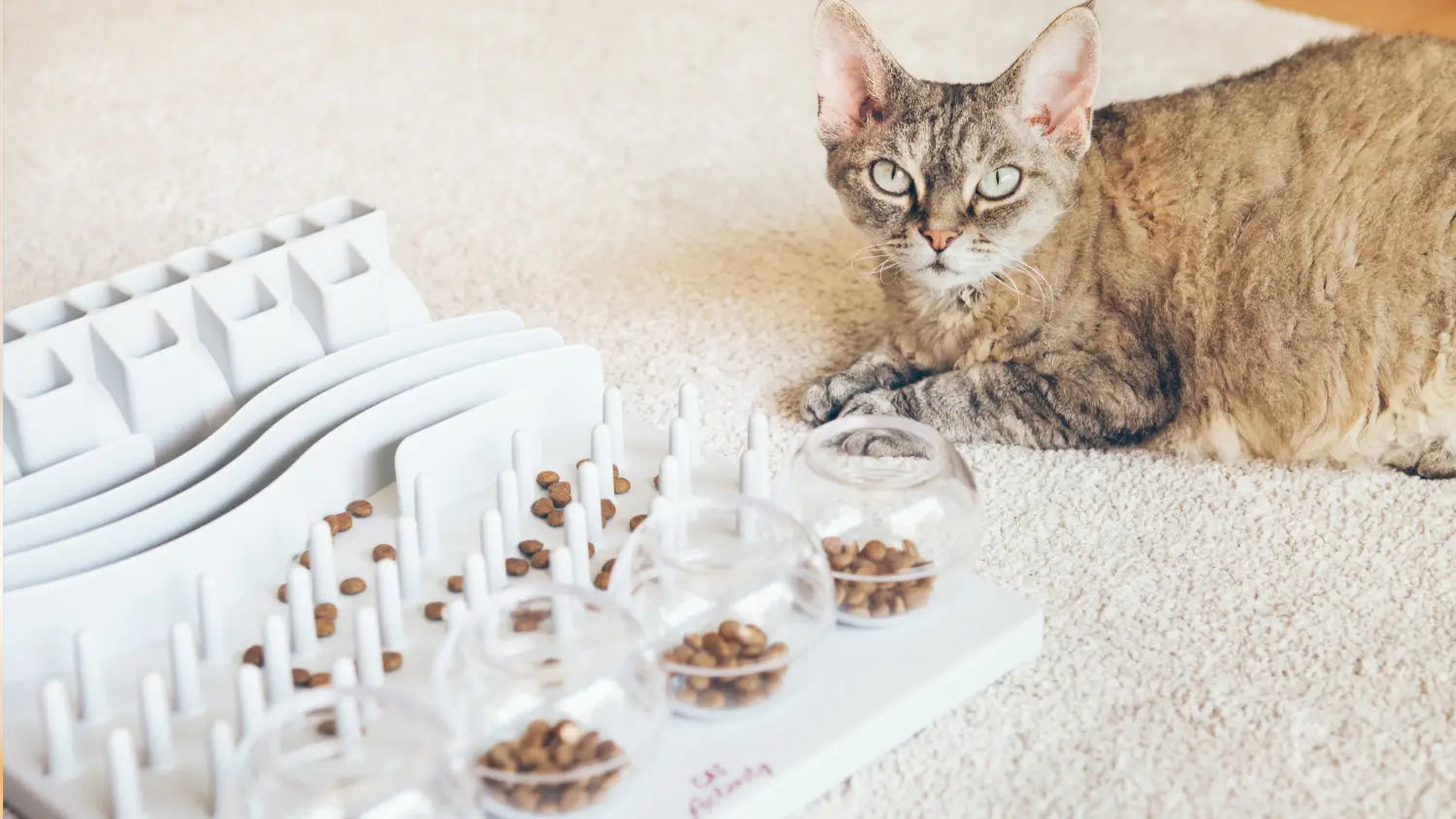 Essential training tips for your new purebred kitten: building a bond that lasts