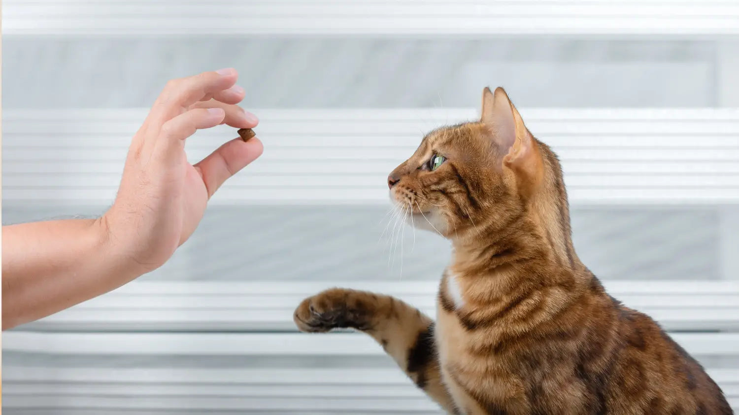 Essential training tips for your new purebred kitten: building a bond that lasts