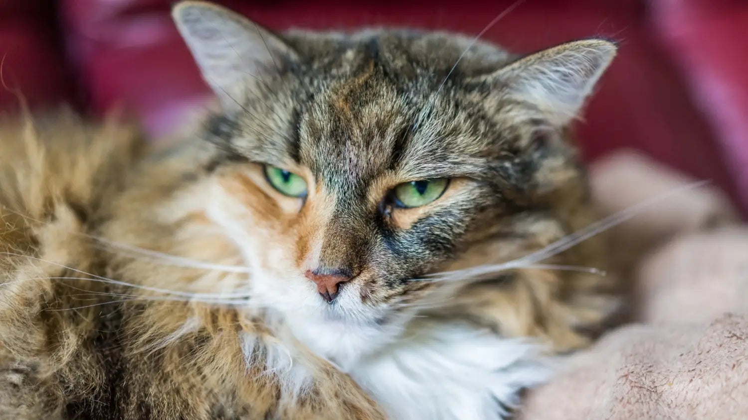 Exploring the beauty of calico maine coon cats