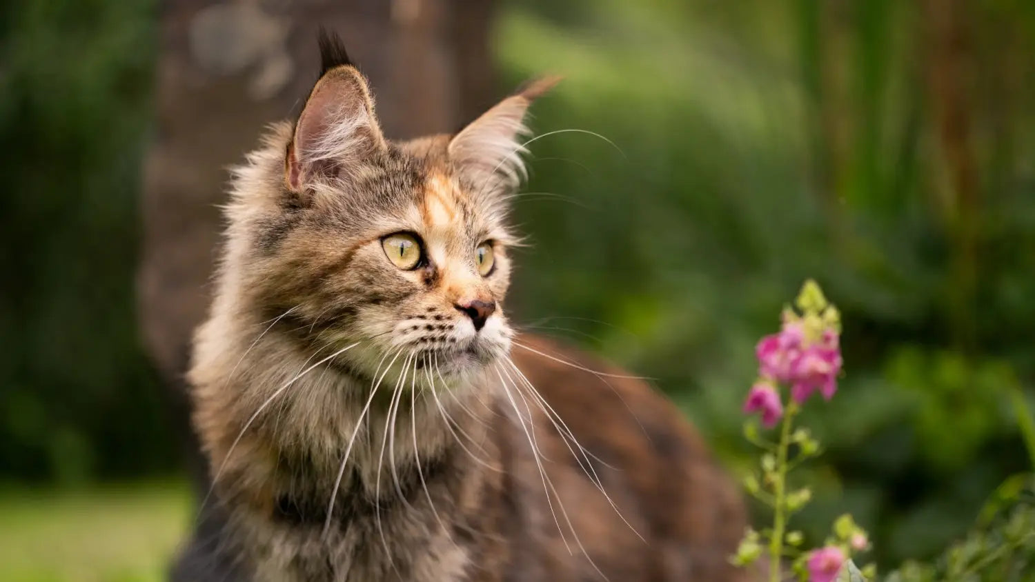 Exploring the beauty of calico maine coon cats
