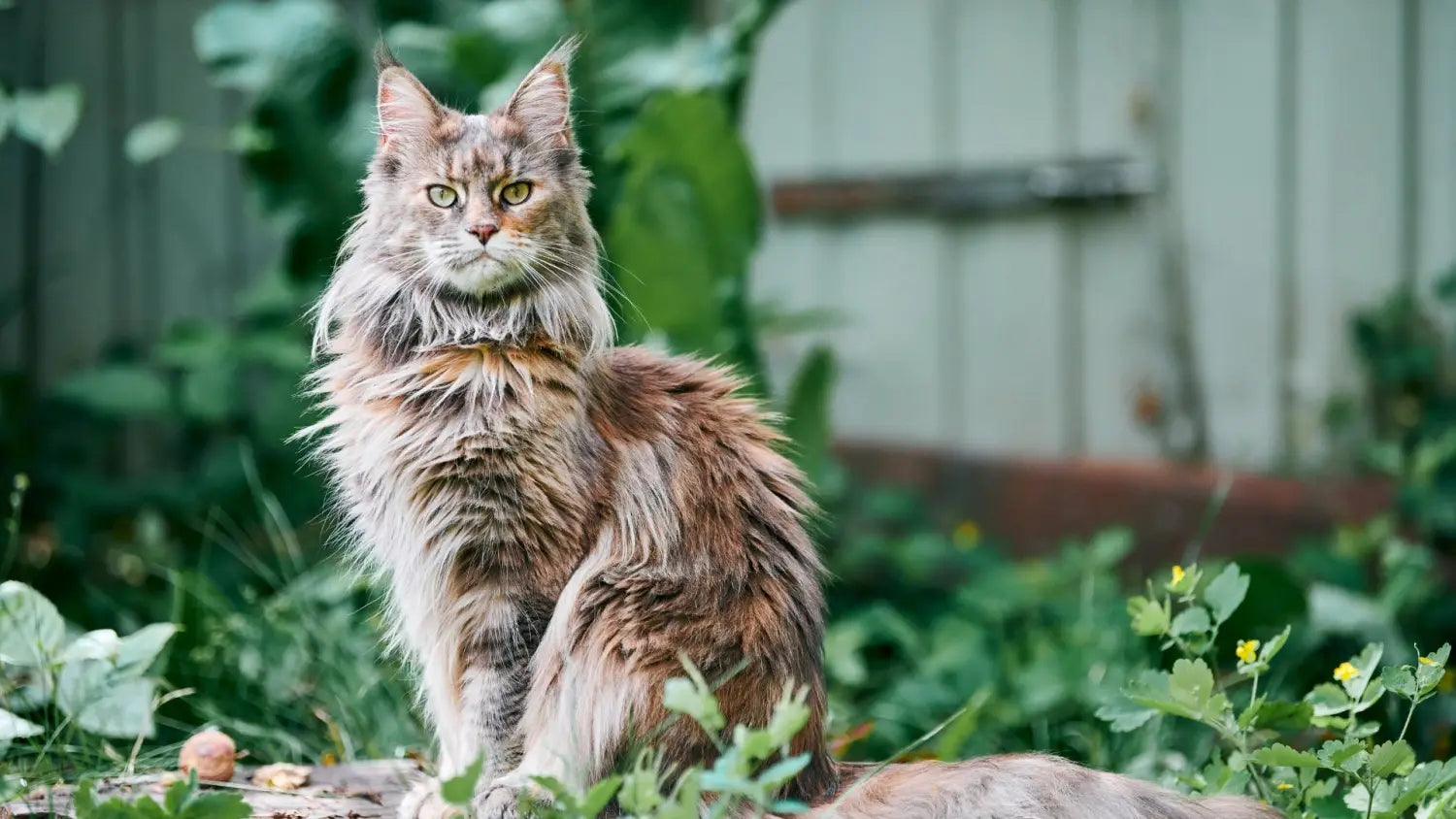 Exploring the beauty of calico maine coon cats