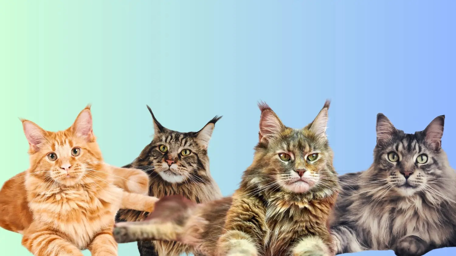 Exploring the mesmerizing maine coon patterns: a kaleidoscope of beauty and personality