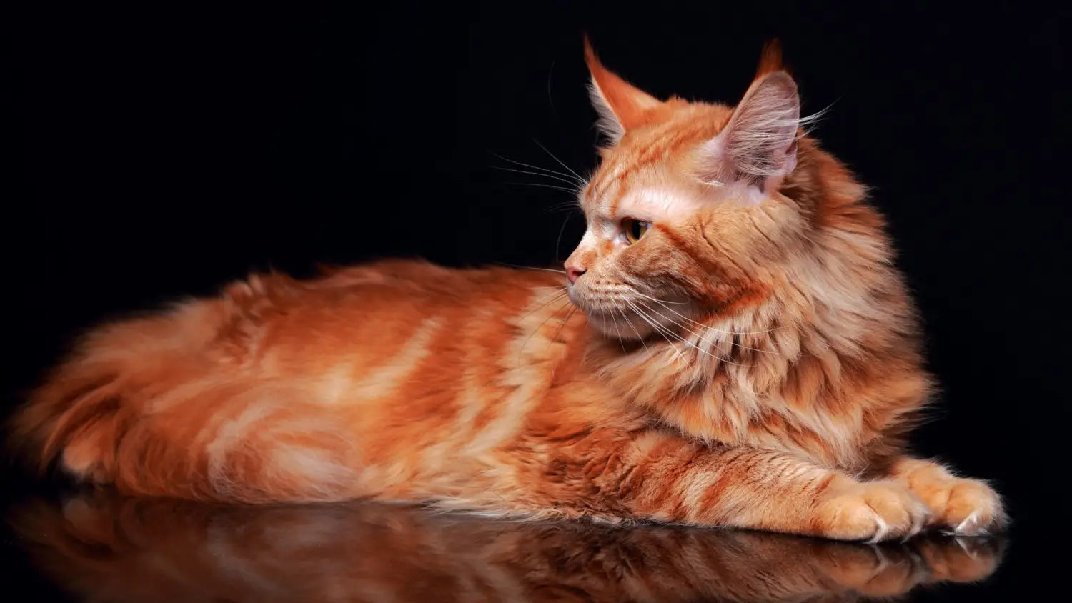 Exploring the mesmerizing maine coon patterns: a kaleidoscope of beauty and personality