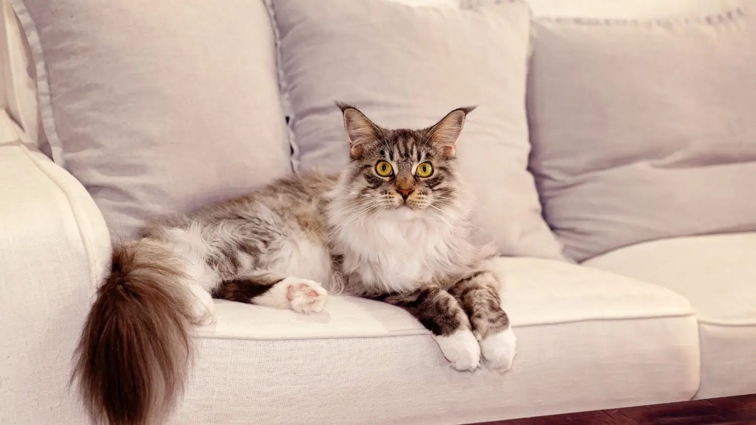 Exploring the mesmerizing maine coon patterns: a kaleidoscope of beauty and personality