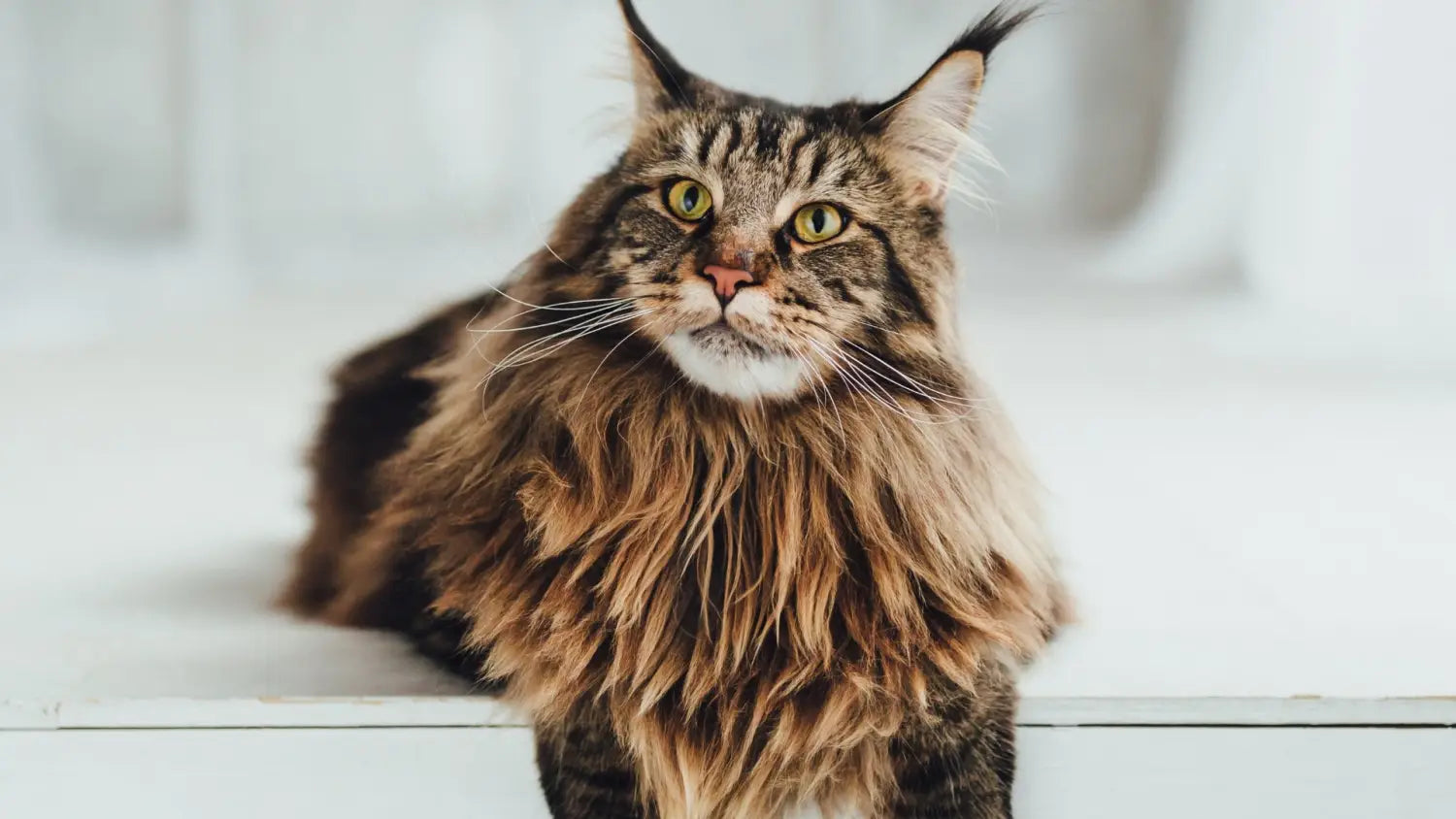 Exploring the stunning colors of maine coon cats