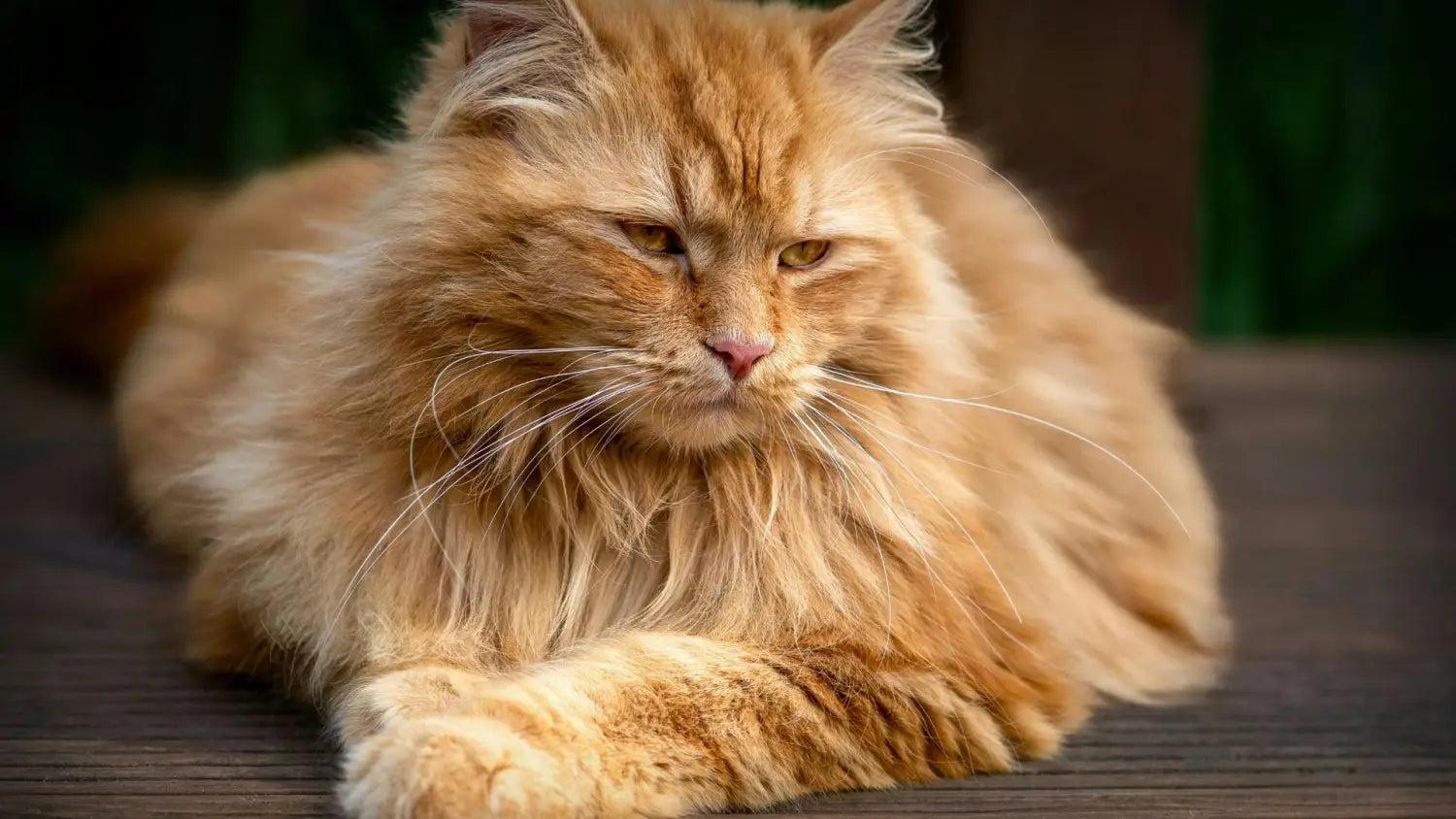 Exploring the stunning colors of maine coon cats