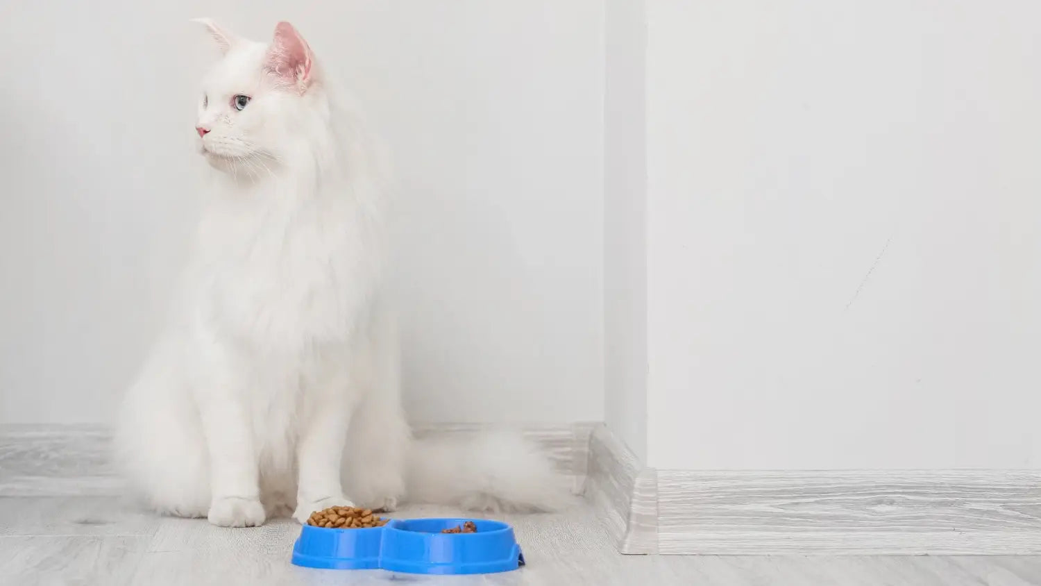 Exploring the stunning colors of maine coon cats