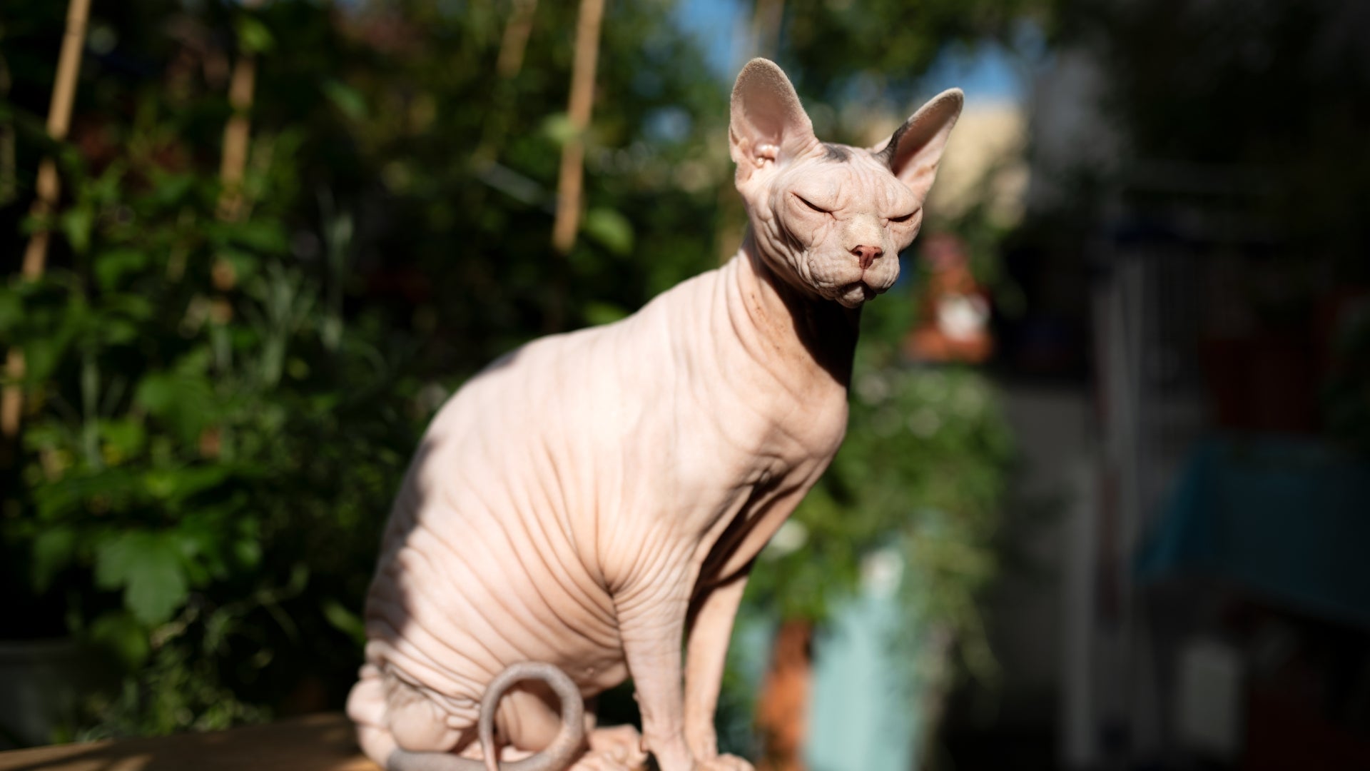 Feeding your sphynx cat: diet and nutrition tips