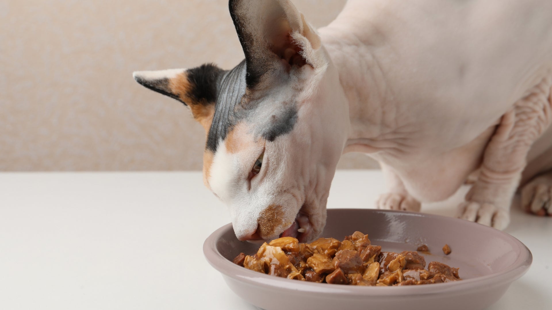 Feeding your sphynx cat: diet and nutrition tips