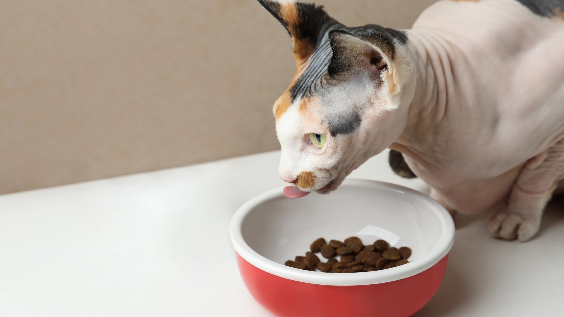 Feeding your sphynx cat: diet and nutrition tips