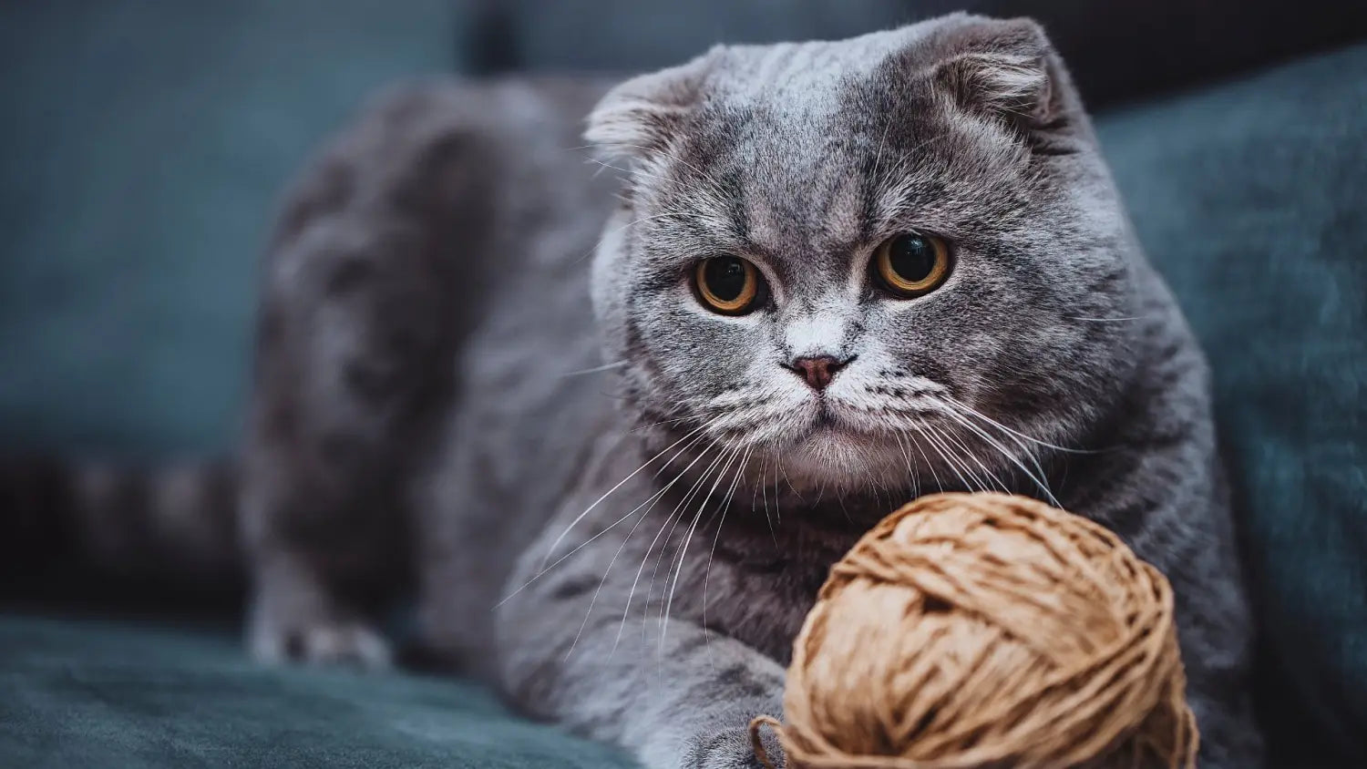 Finding a legit scottish fold breeder: top questions to ask