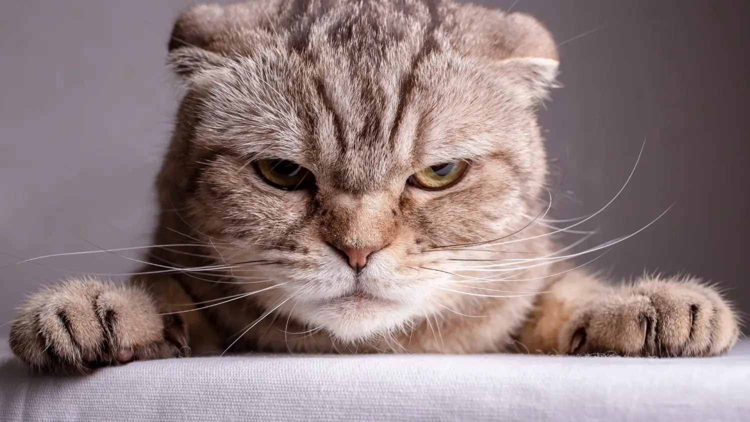 Finding a legit scottish fold breeder: top questions to ask
