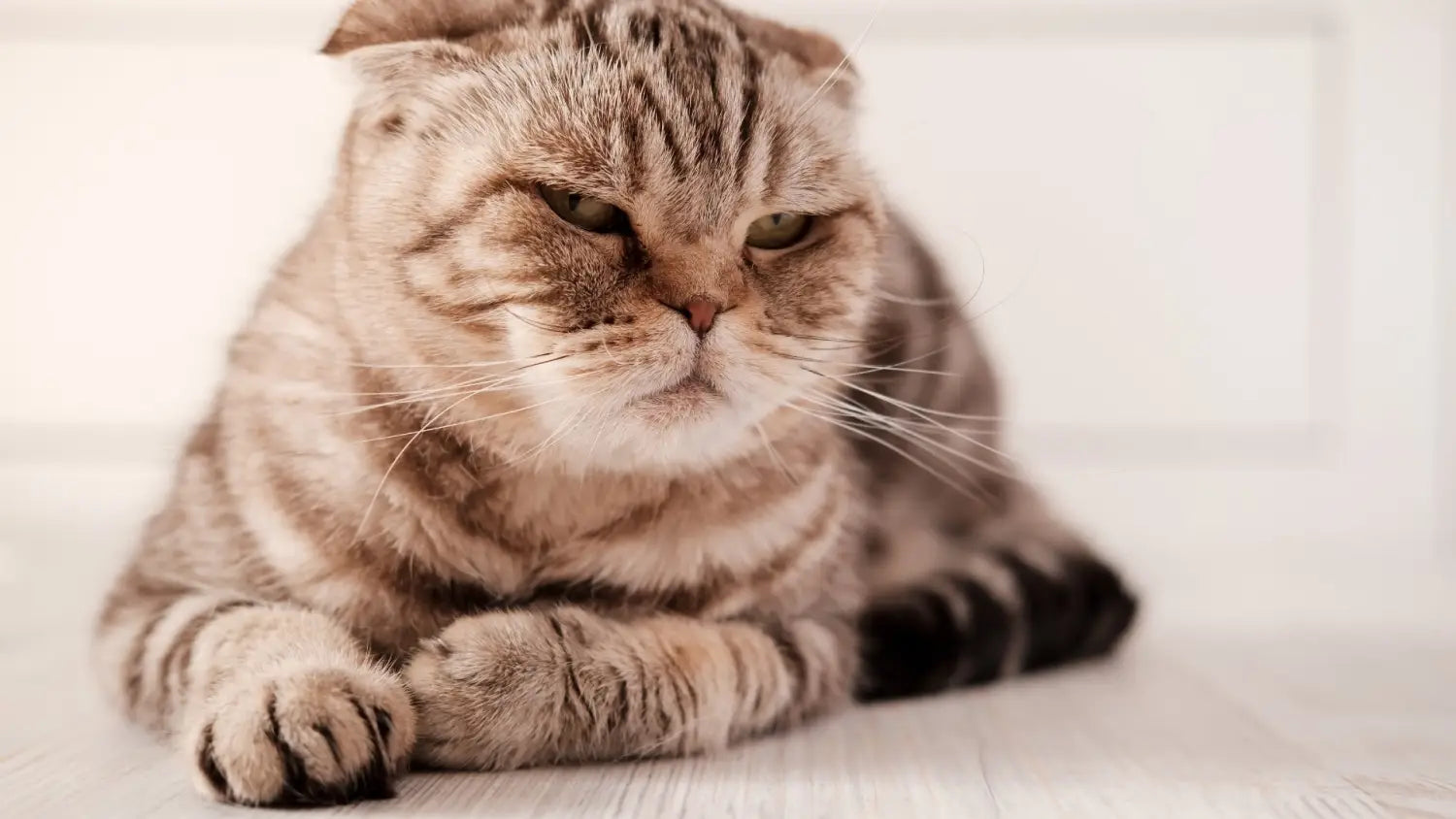 Finding a legit scottish fold breeder: top questions to ask