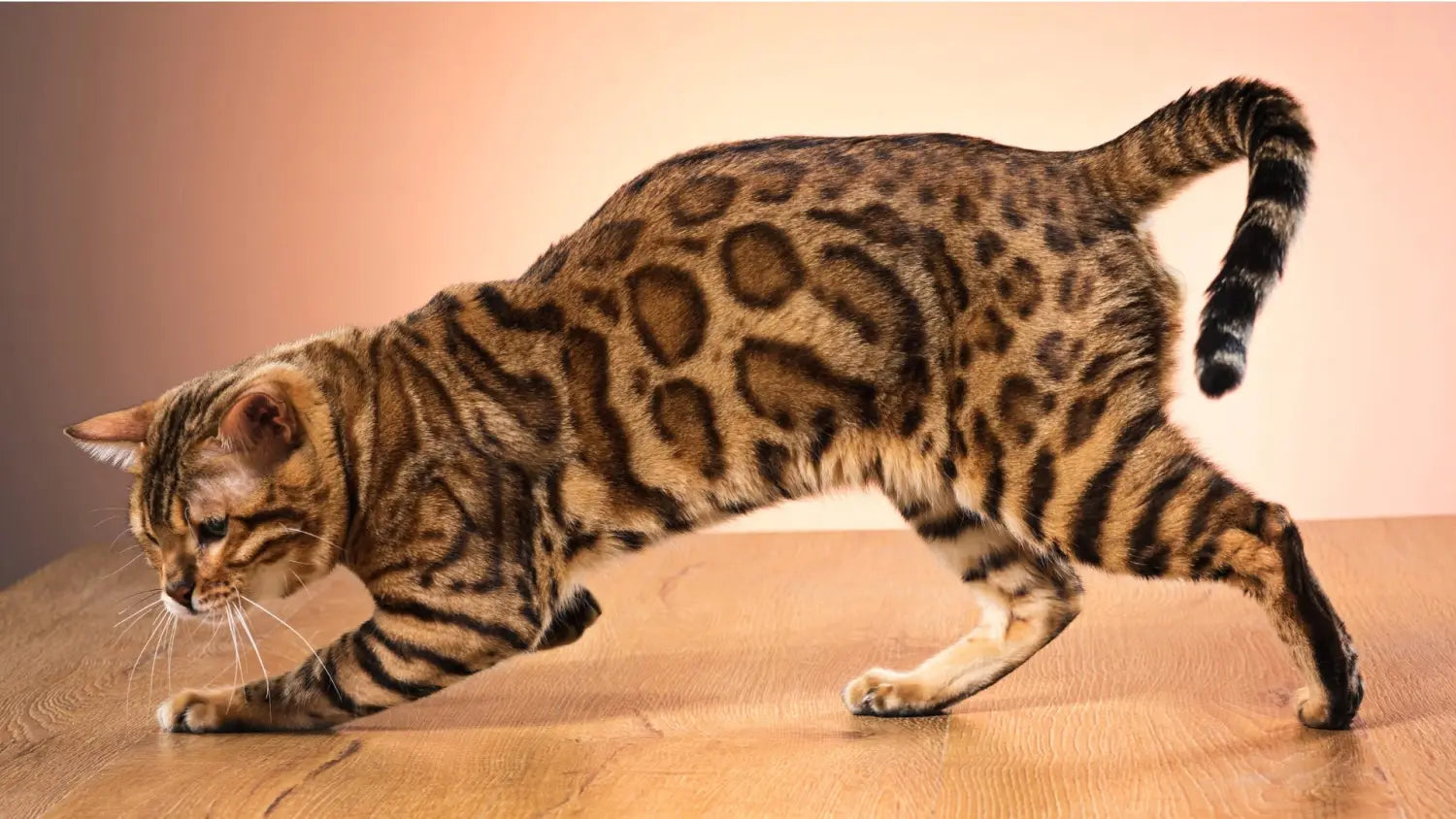 Frequently asked questions about bengal cat