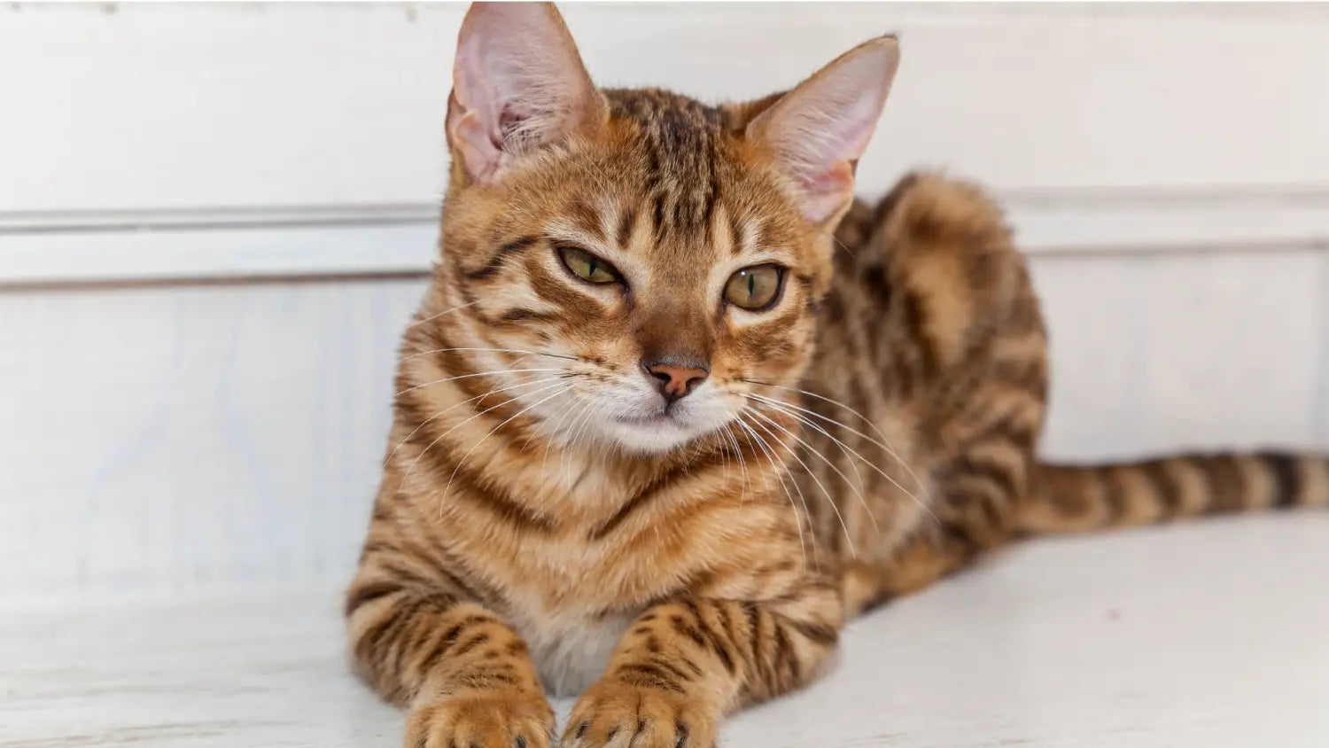 Frequently asked questions about bengal cat