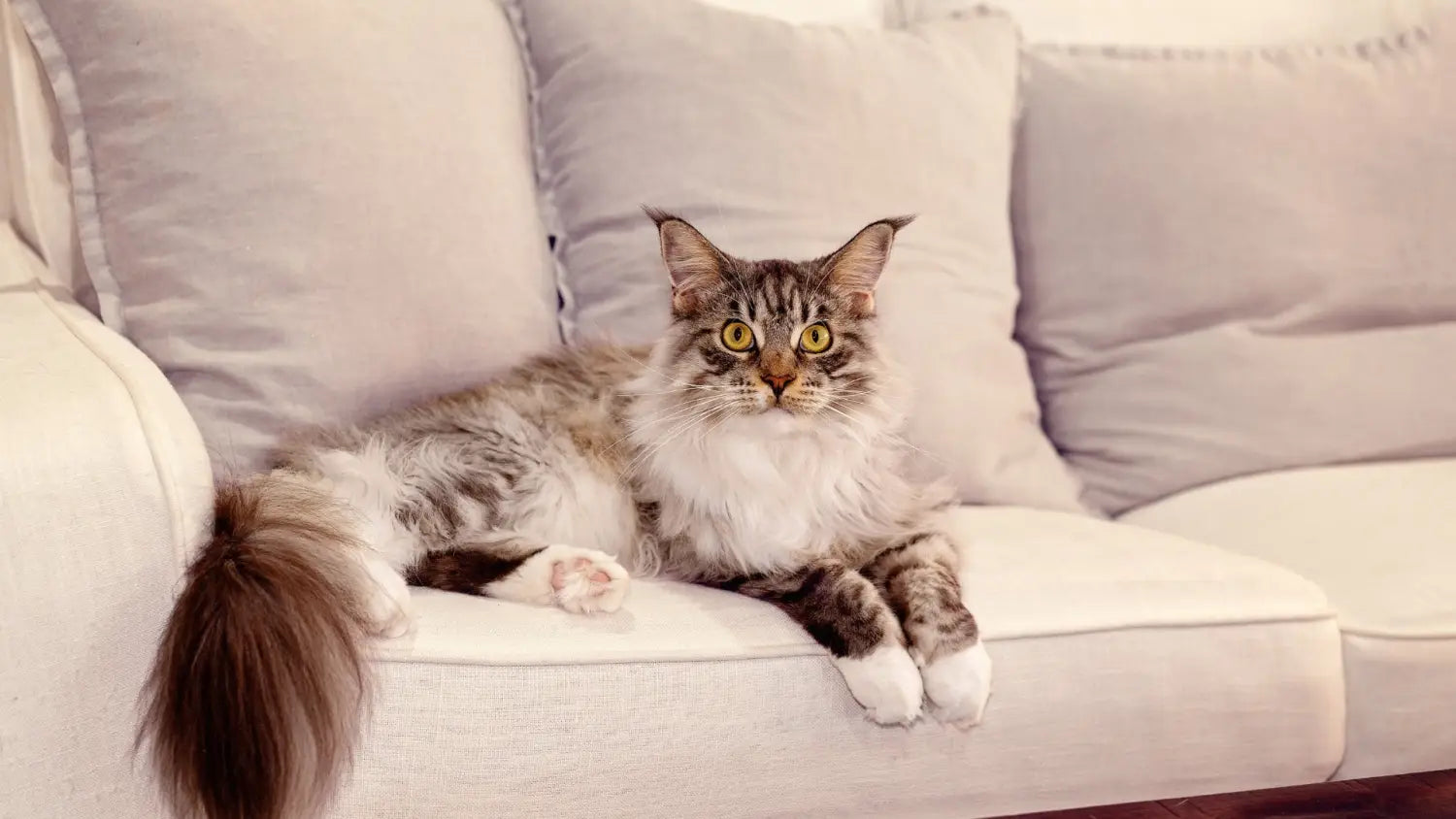 From fluff to family: how choose the perfect maine coon kitten