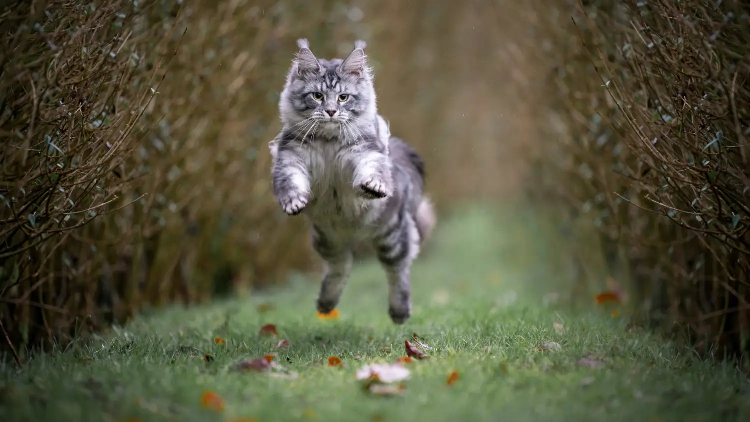 From fluff to family: how choose the perfect maine coon kitten