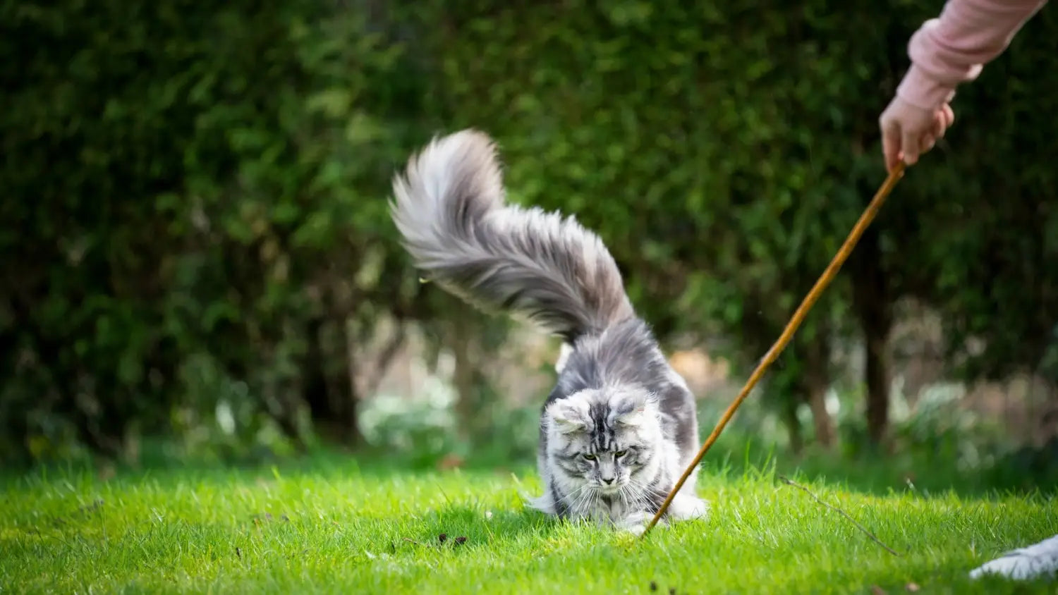 From fluff to family: how choose the perfect maine coon kitten