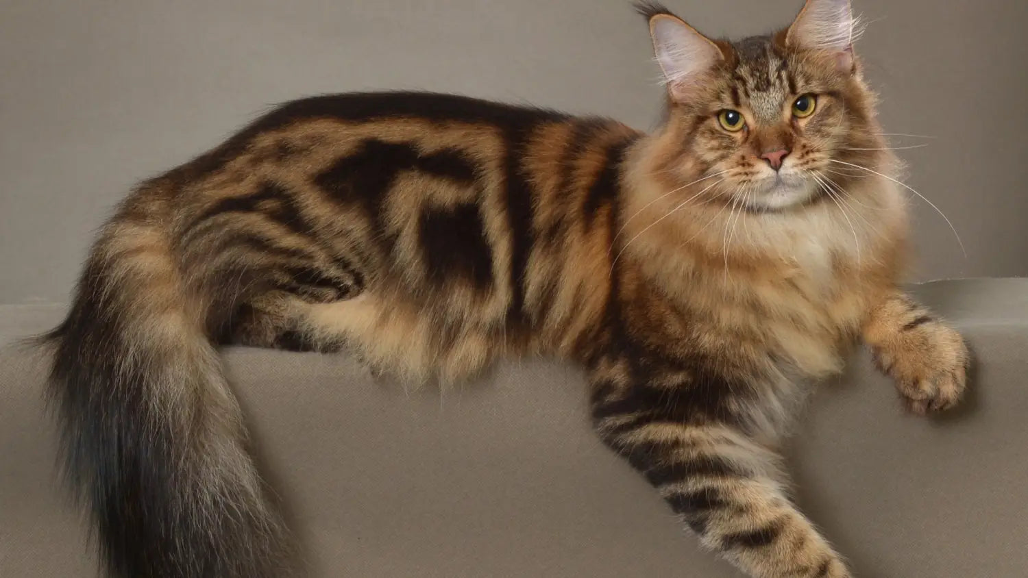 From pedigree to price: your essential guide buying a maine coon kitten