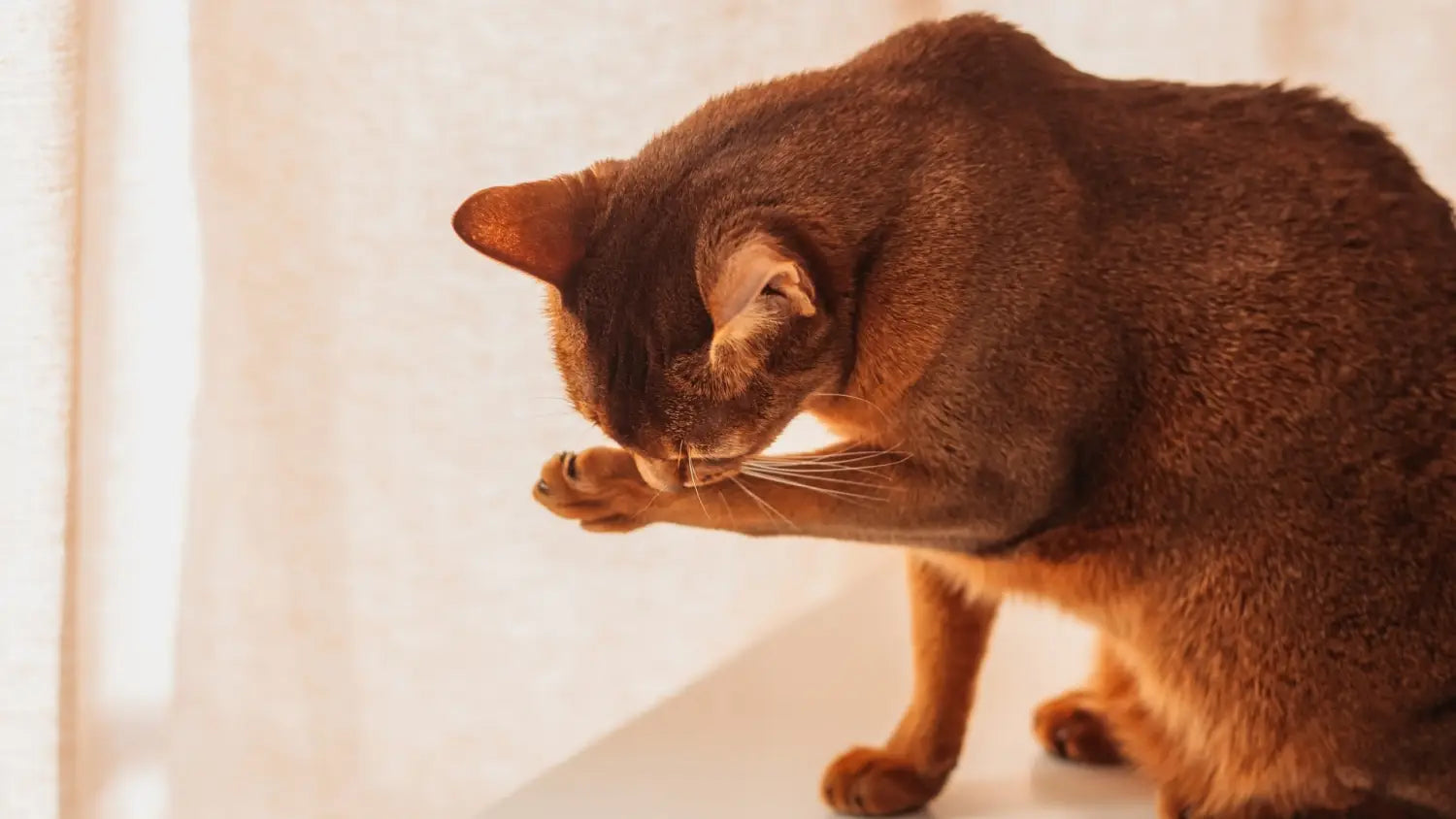 Grooming tips for caring an abyssinian cat