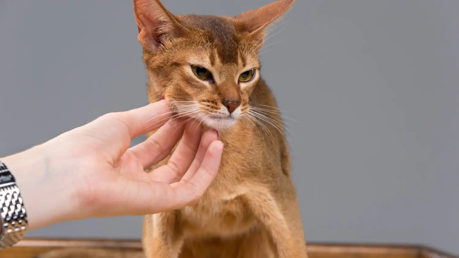 Grooming tips for caring an abyssinian cat
