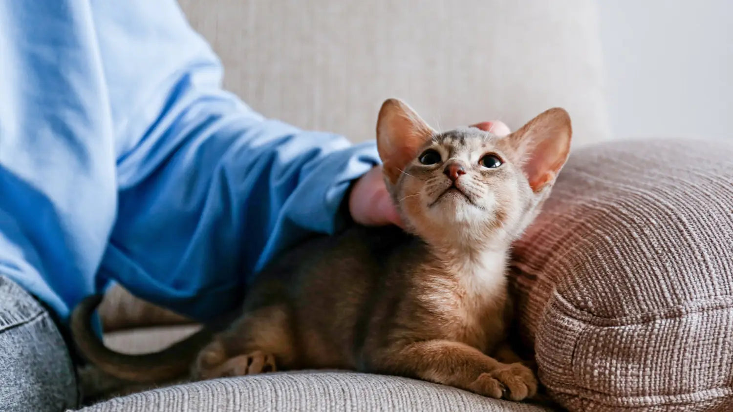 Grooming tips for caring an abyssinian cat