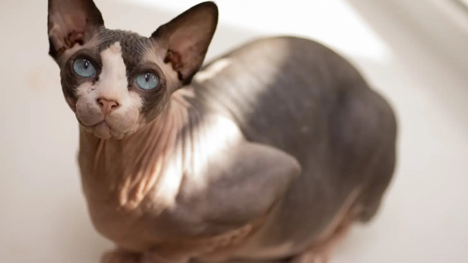 Hairless sphynx cat for sale price range and what to avoid