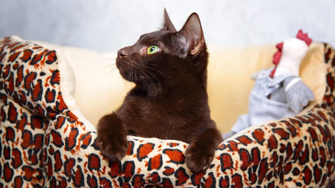 Havana brown cat breed: elegance personality and care