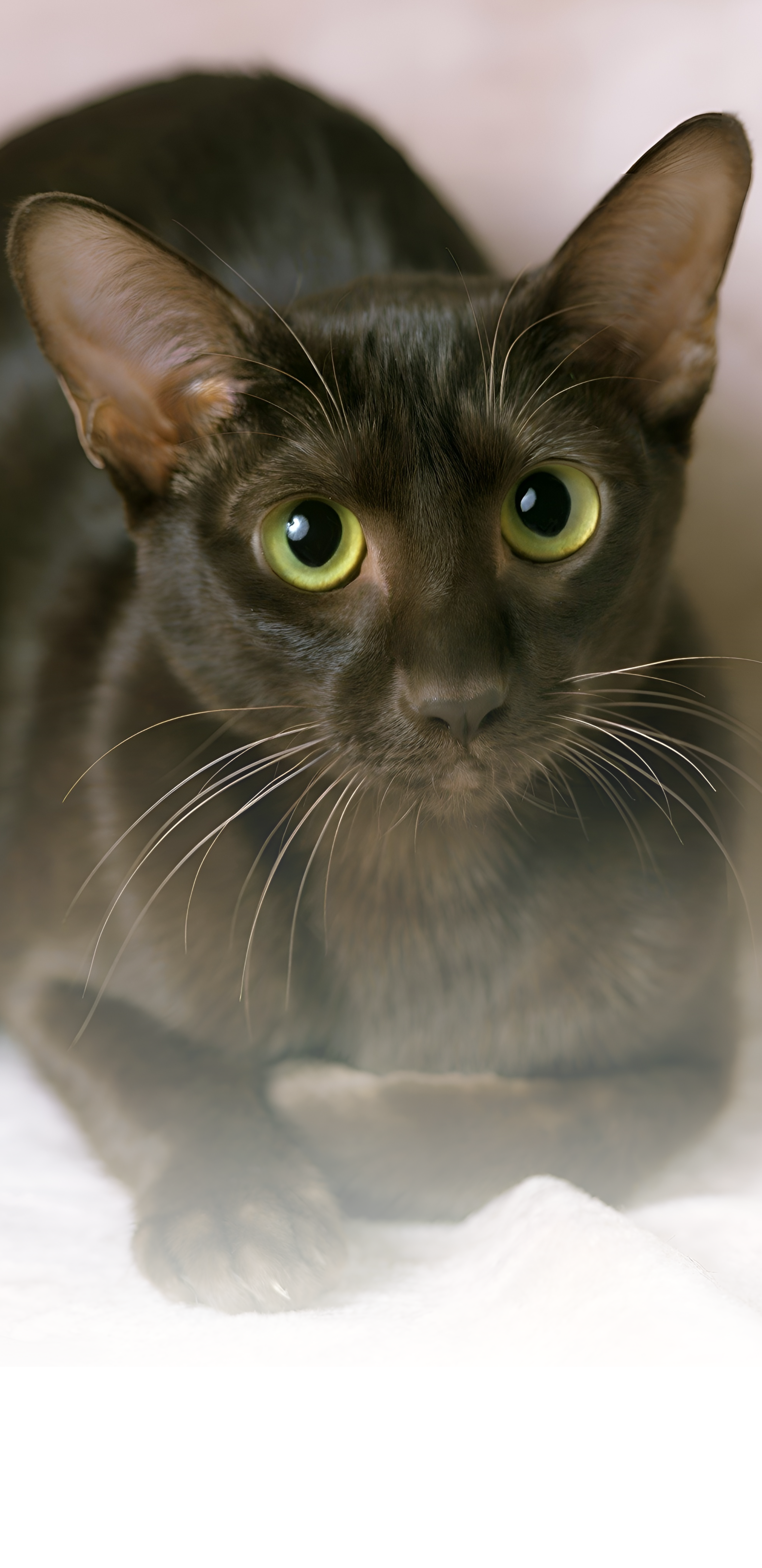 Unveiling the Havana Brown Cat: A Guide to Their Unique Charm ...