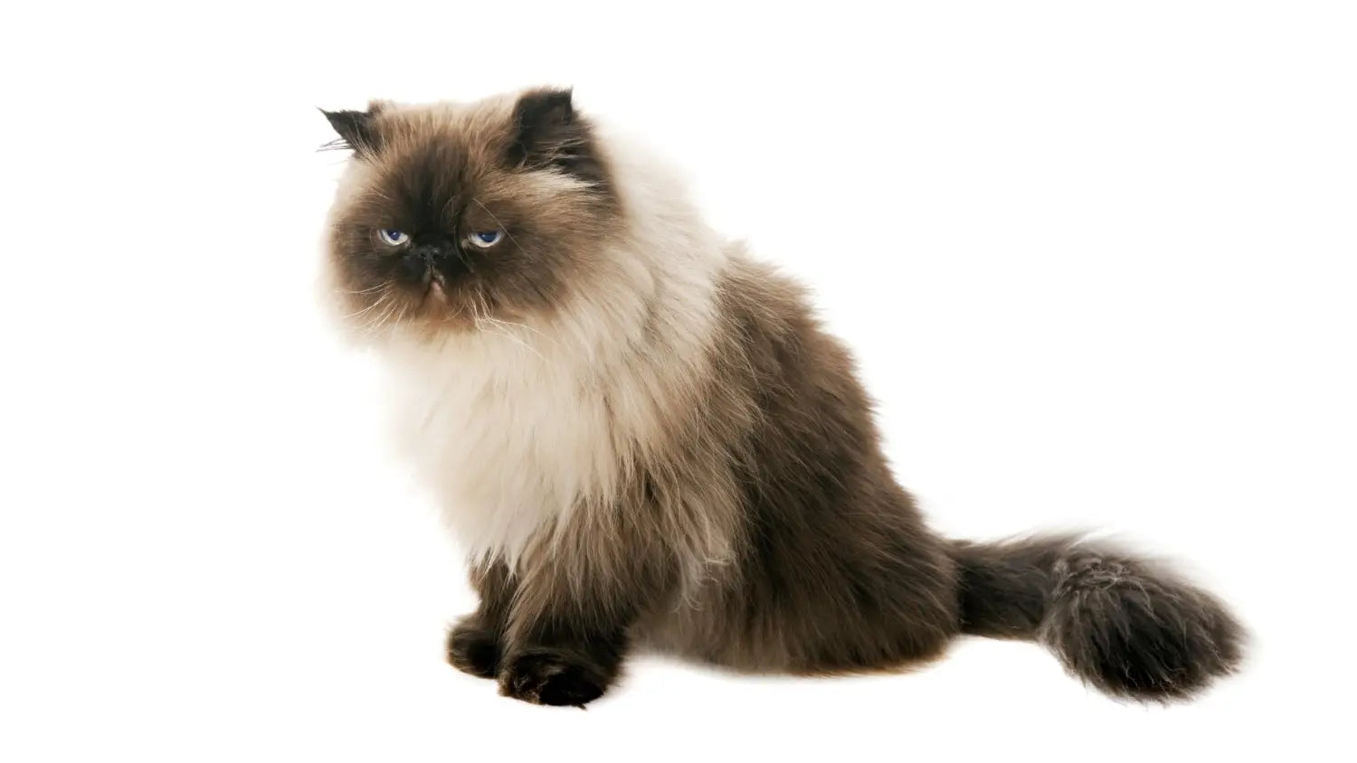 Himalayan cats unveiled: stunning looks unique traits