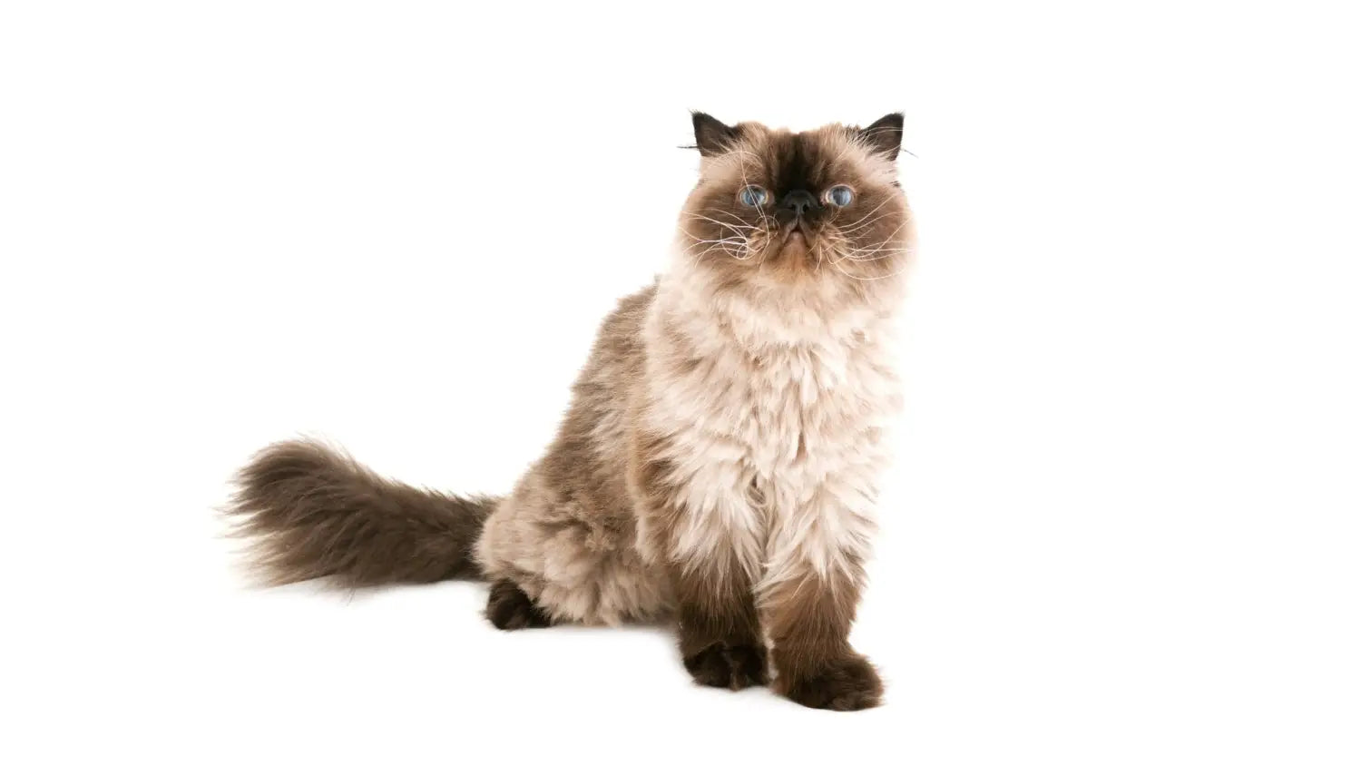 Himalayan cats unveiled: stunning looks unique traits