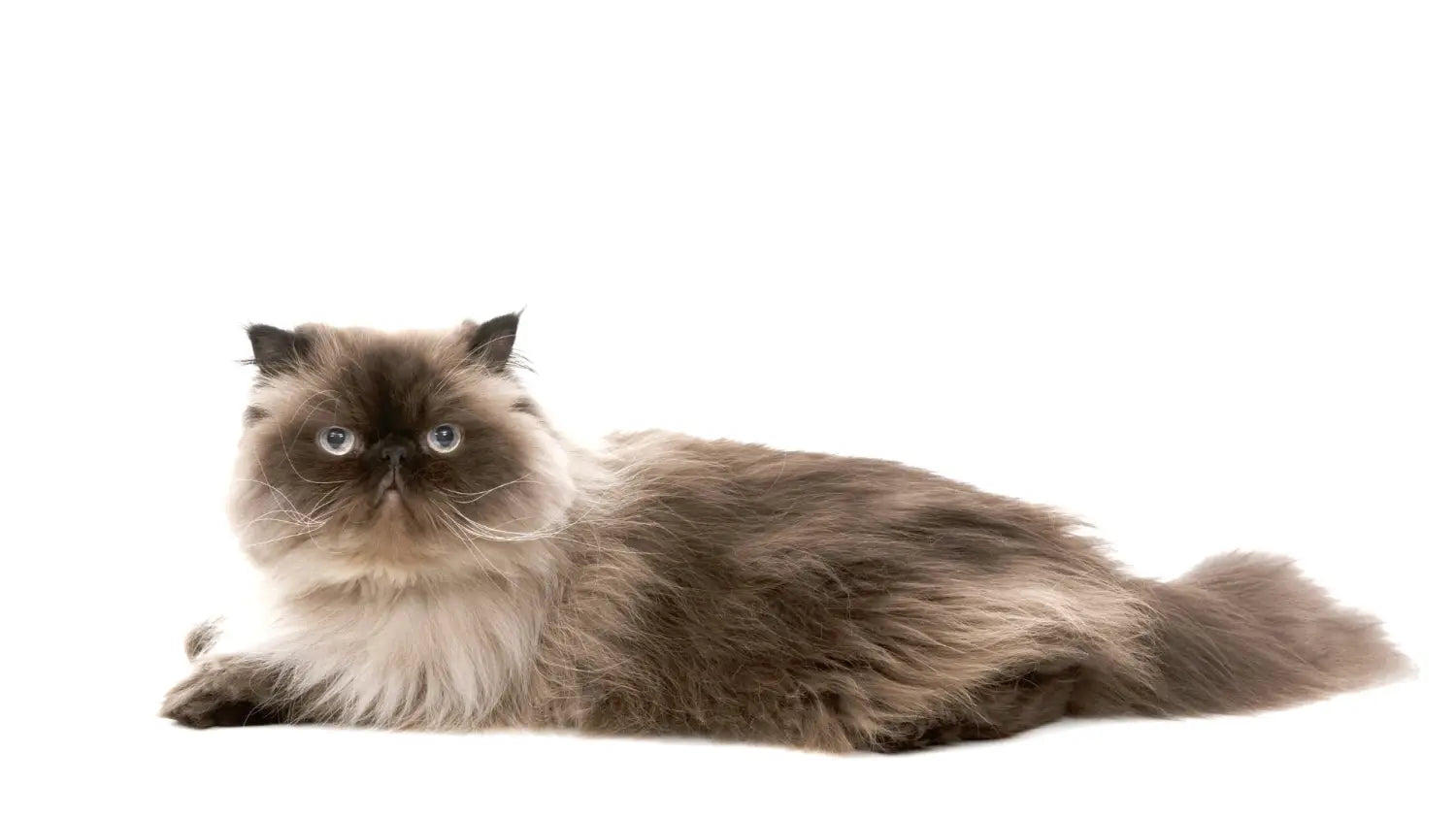 Himalayan cats unveiled: stunning looks unique traits